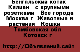 Бенгальский котик Килиан , с крупными розетками - Все города, Москва г. Животные и растения » Кошки   . Тамбовская обл.,Котовск г.